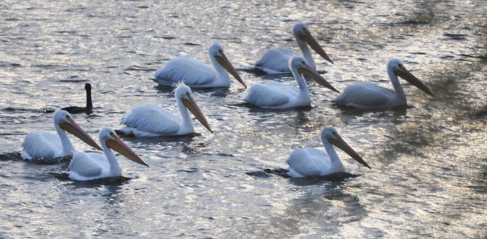 a flock of white herons on water